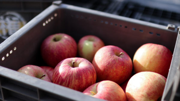 二戸のりんごをお得にゲット！日曜朝市「りんご市」を開催します！